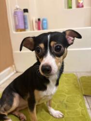 Lost Female Dog last seen Tribune, Concord, NC 28025
