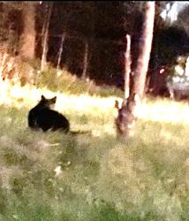 Lost Unknown Cat last seen Southdown by Truscott road, across the street from the plaza., Mississauga, ON L5J 2A6