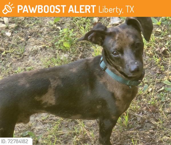 Found/Stray Unknown Dog last seen In Moss Bluff, Liberty, TX 77575
