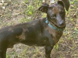 Found/Stray Unknown Dog last seen In Moss Bluff, Liberty, TX 77575