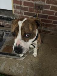 Found/Stray Male Dog last seen EEV Highschool, Detroit, MI 48224