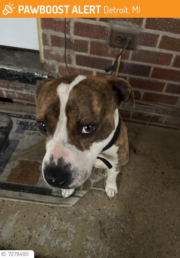 Found/Stray Male Dog last seen EEV Highschool, Detroit, MI 48224