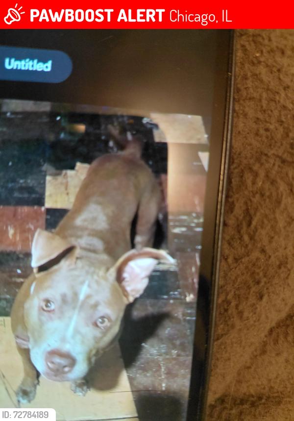 Lost Female Dog last seen Cottage  Grove , Chicago, IL 60619