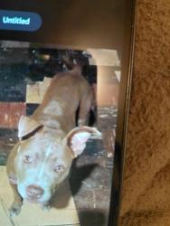 Lost Female Dog last seen Cottage  Grove , Chicago, IL 60619