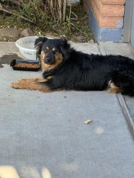Found/Stray Male Dog last seen 18th street and Washington , Phoenix, AZ 85034