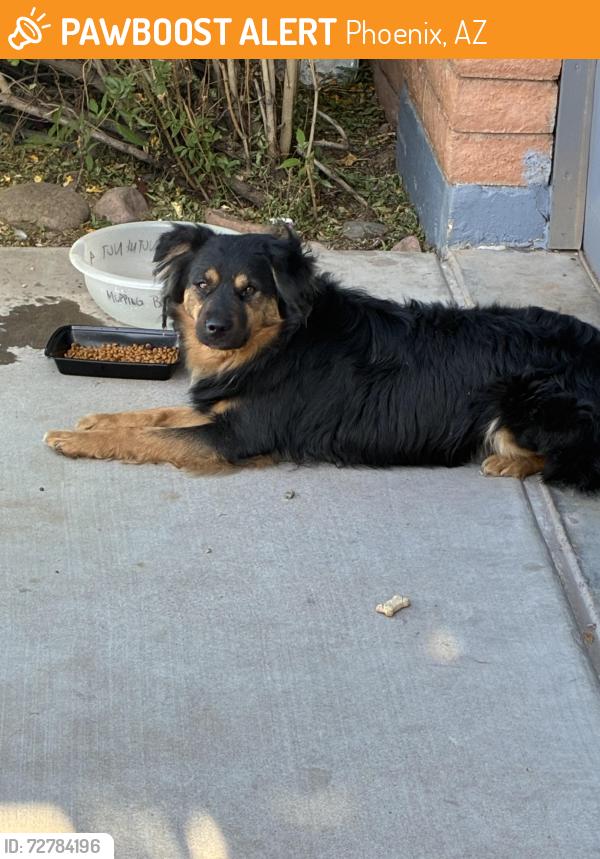 Found/Stray Male Dog last seen 18th street and Washington , Phoenix, AZ 85034