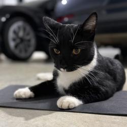 Found/Stray Unknown Cat last seen Raymont Road, Grange, QLD 4051