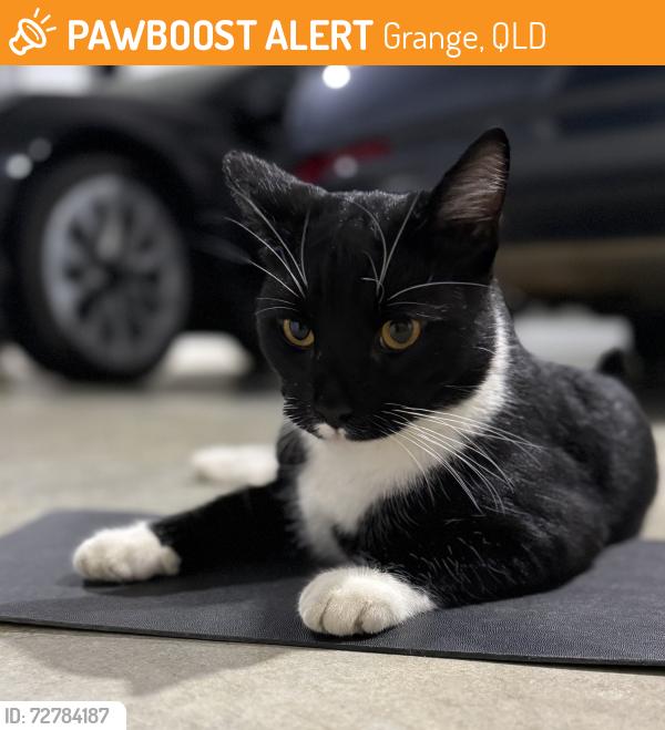 Found/Stray Unknown Cat last seen Raymont Road, Grange, QLD 4051