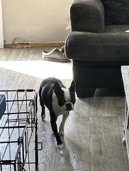Lost Female Dog last seen Bartley rd , Dayton, OH 45414