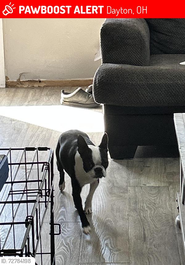Lost Female Dog last seen Bartley rd , Dayton, OH 45414