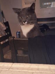 Lost Male Cat last seen Near Union Pacific Railroad Fresno Yard, Fresno, CA 93705