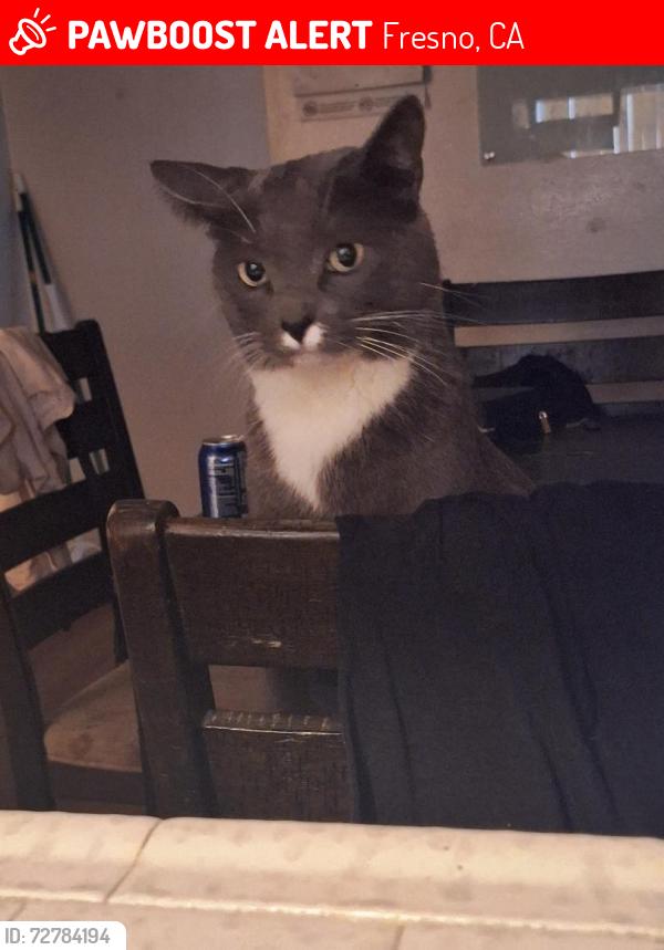 Lost Male Cat last seen Near Union Pacific Railroad Fresno Yard, Fresno, CA 93705