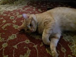 Lost Male Cat last seen Le dear crest apmts, Winston-Salem, NC 27105