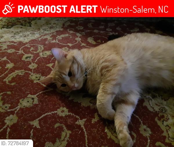 Lost Male Cat last seen Le dear crest apmts, Winston-Salem, NC 27105