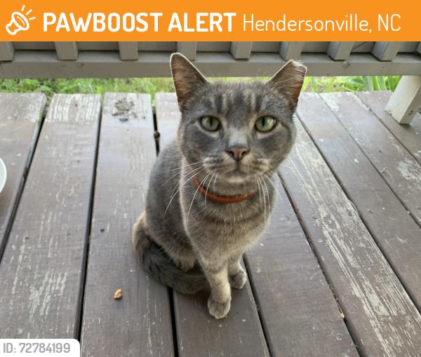 Found/Stray Unknown Cat last seen Between 3rd and 4th, Buncombe st, Hendersonville, NC 28792