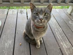 Found/Stray Unknown Cat last seen Between 3rd and 4th, Buncombe st, Hendersonville, NC 28792