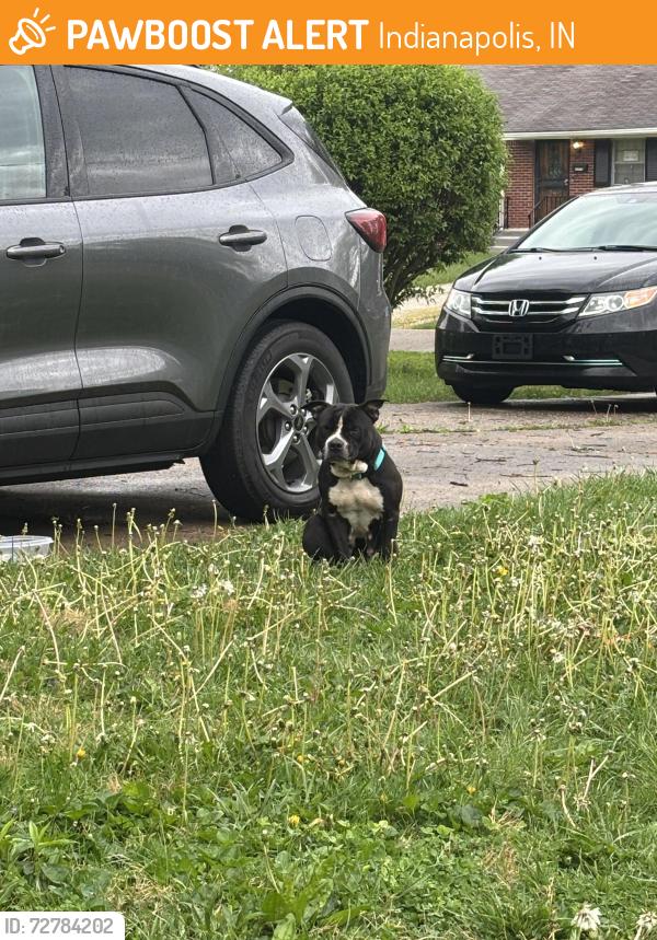 Found/Stray Female Dog last seen 42nd street and north Irvington avenue, Indianapolis, IN 46226