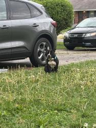 Found/Stray Female Dog last seen 42nd street and north Irvington avenue, Indianapolis, IN 46226
