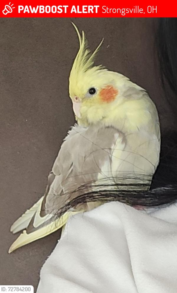 Lost Female Bird last seen Howe Rd., Deerfield Lake subdivision , Strongsville, OH 44136