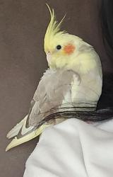 Lost Female Bird last seen Howe Rd., Deerfield Lake subdivision , Strongsville, OH 44136