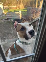 Found/Stray Male Dog last seen State Street near Lorenzo’s Diner, Schenectady, NY 12304