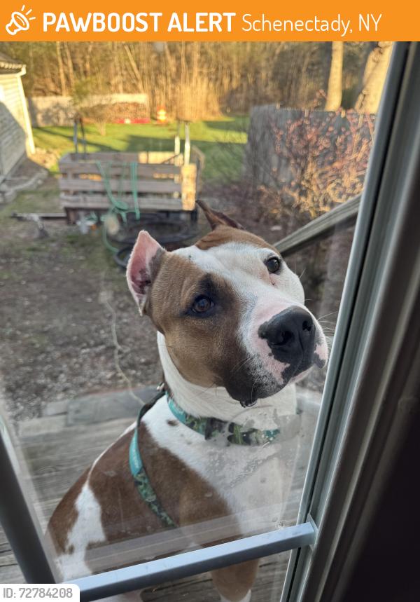 Found/Stray Male Dog last seen State Street near Lorenzo’s Diner, Schenectady, NY 12304