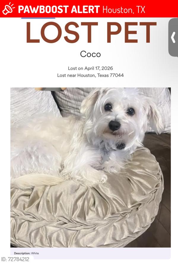 Lost Male Dog last seen Near Alex springs ln , Houston, TX 77044