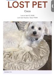 Lost Male Dog last seen Near Alex springs ln , Houston, TX 77044