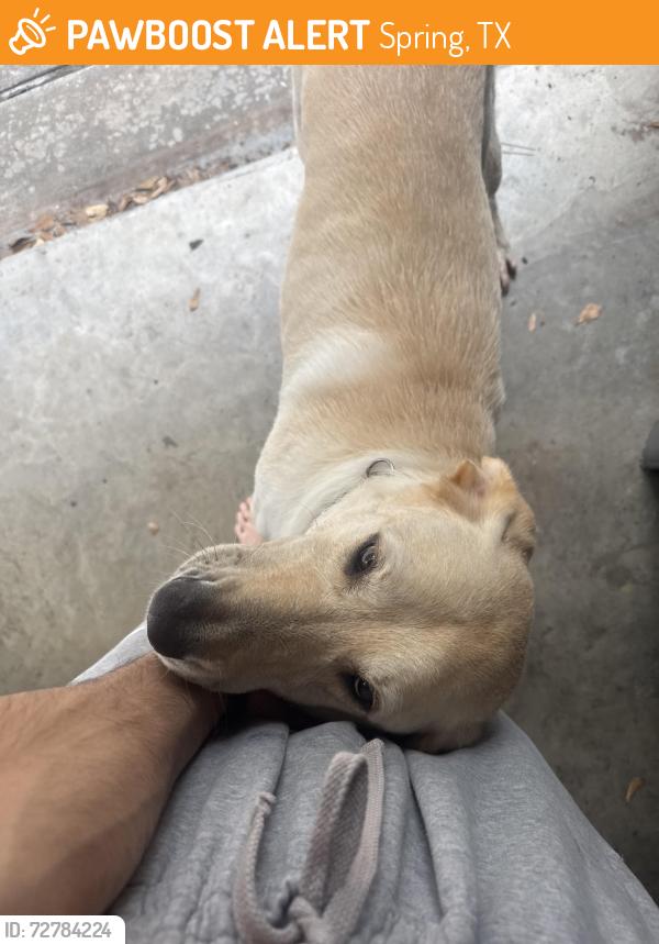 Found/Stray Male Dog last seen Creekview, Spring, TX 77389