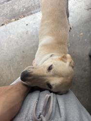 Found/Stray Male Dog last seen Creekview, Spring, TX 77389