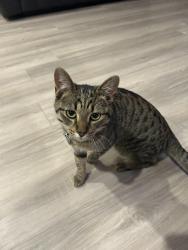 Lost Male Cat last seen The Meadows neighborhood , Castle Rock, CO 80109