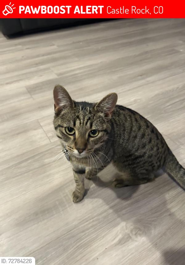 Lost Male Cat last seen The Meadows neighborhood , Castle Rock, CO 80109