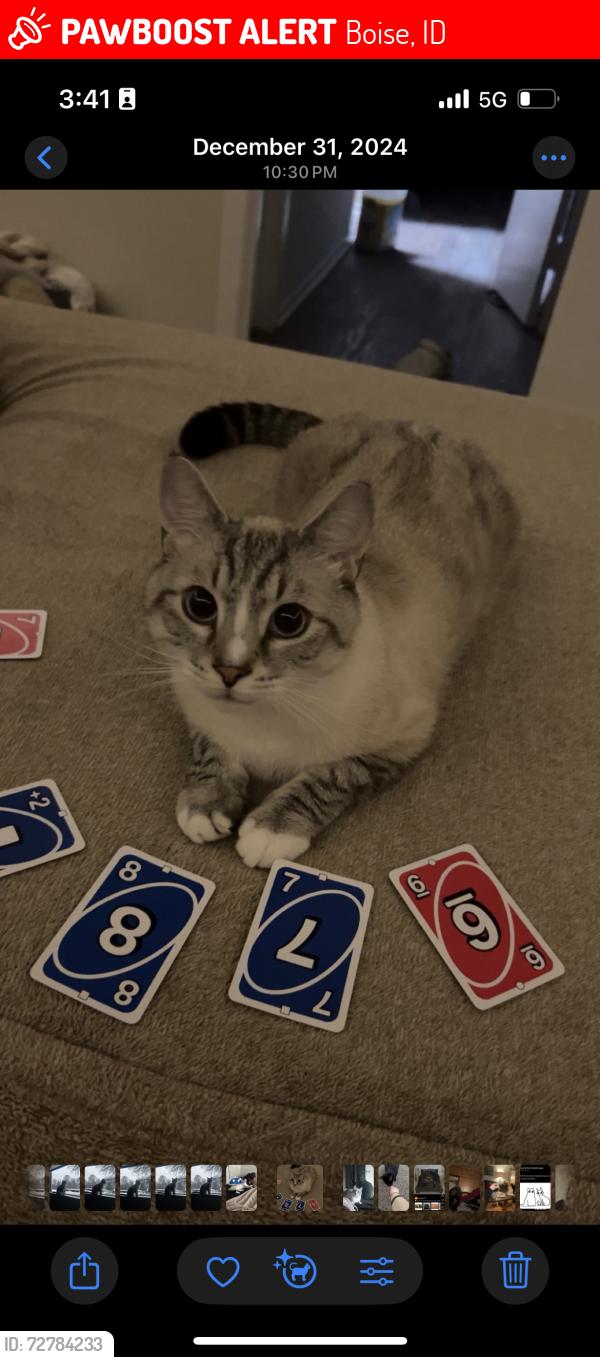 Lost Male Cat last seen Ustick and Cole , Boise, ID 83704