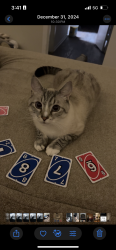 Lost Male Cat last seen Ustick and Cole , Boise, ID 83704