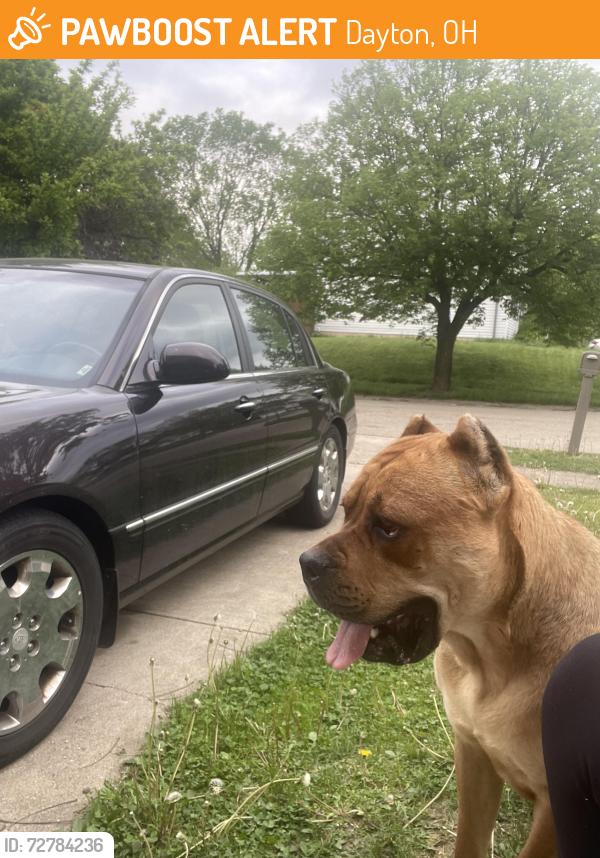 Found/Stray Female Dog last seen Quail hollow, Dayton, OH 45424