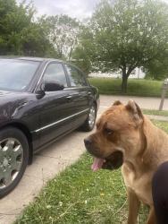 Found/Stray Female Dog last seen Quail hollow, Dayton, OH 45424
