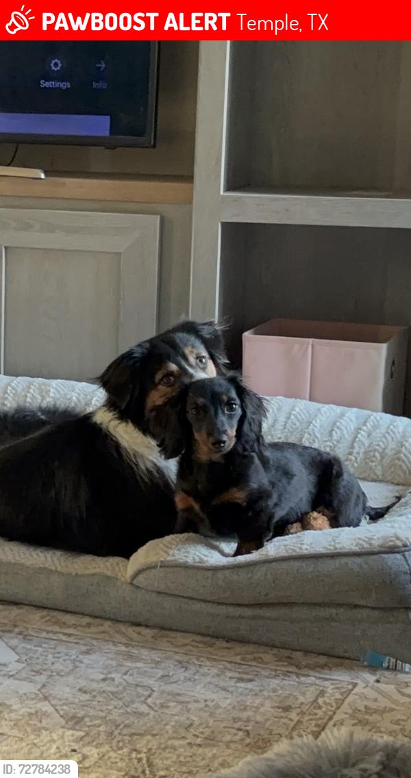 Lost Male Dog last seen Near Loop and East Ridge, Temple, TX 76502