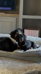 Lost Male Dog last seen Near Loop and East Ridge, Temple, TX 76502