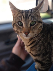 Lost Male Cat last seen Wineville ave Ontario CA, Ontario, CA 91761