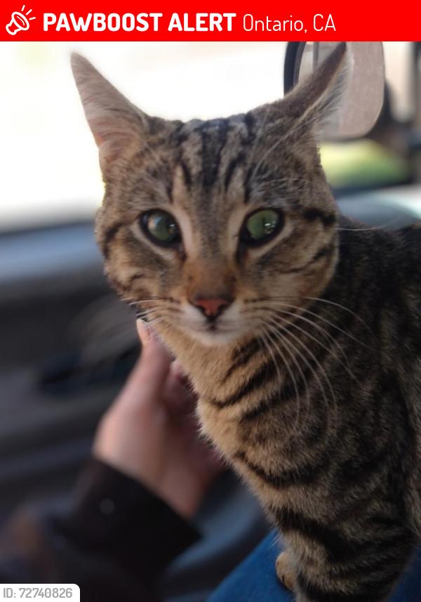 Lost Male Cat last seen Wineville ave Ontario CA, Ontario, CA 91761
