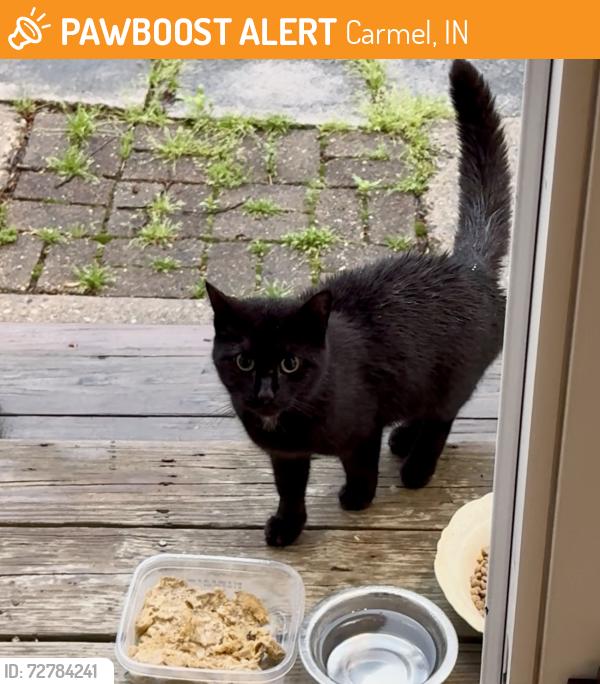 Found/Stray Unknown Cat last seen Hunters Glen on Carmel Dr, Carmel, IN 46032