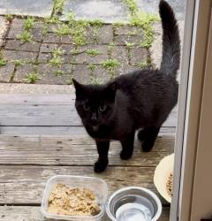 Found/Stray Unknown Cat last seen Hunters Glen on Carmel Dr, Carmel, IN 46032