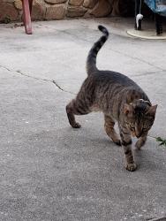 Found/Stray Male Cat last seen Ruel Ave. And Blooming Grove Rd, Hanover, PA 17331