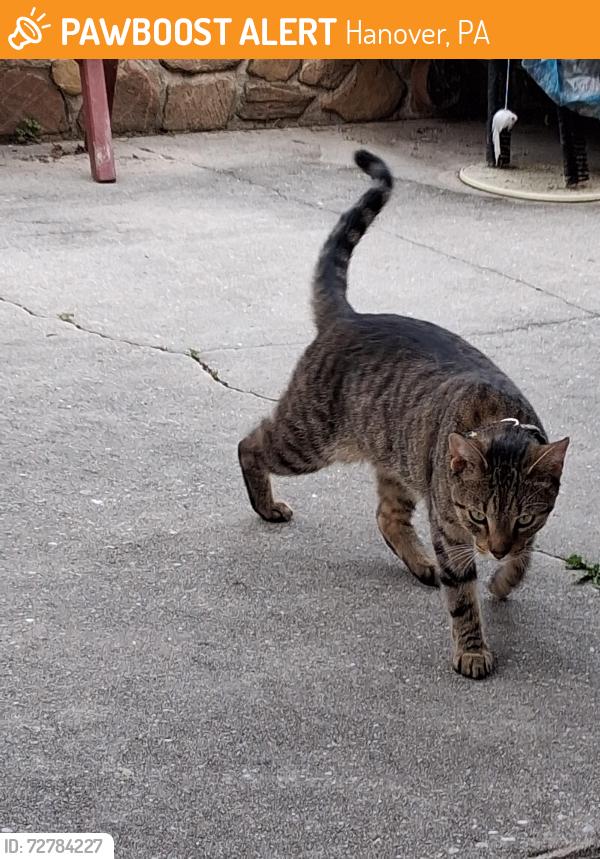 Found/Stray Male Cat last seen Ruel Ave. And Blooming Grove Rd, Hanover, PA 17331