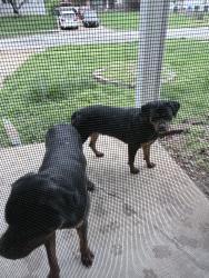Found/Stray Unknown Dog last seen Patterson , Florissant, MO 63031