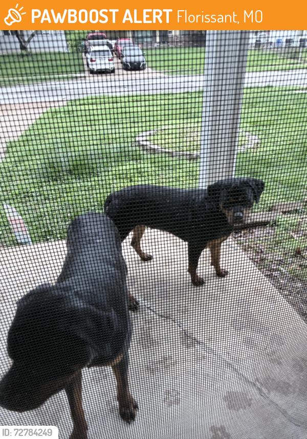 Found/Stray Unknown Dog last seen Patterson , Florissant, MO 63031