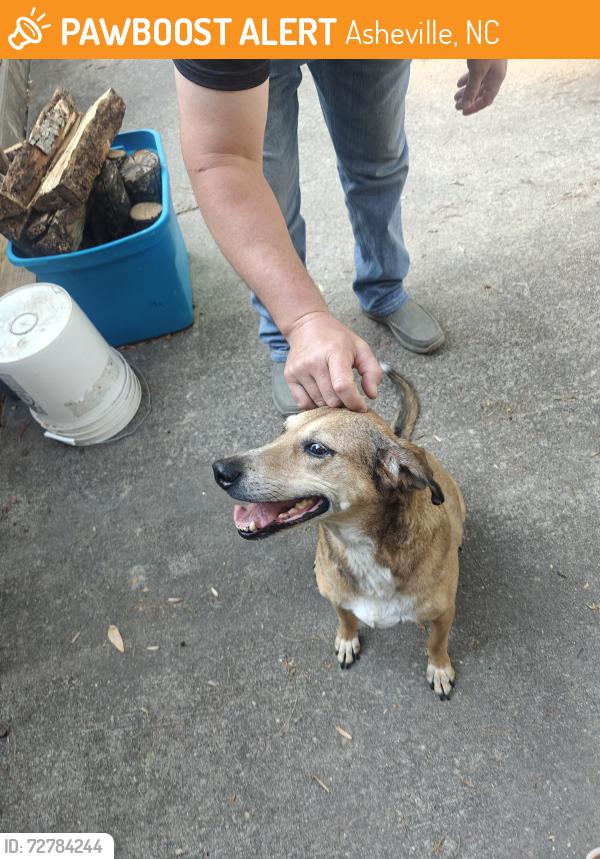 Found/Stray Female Dog last seen Ballantree drive, Asheville, NC 28803