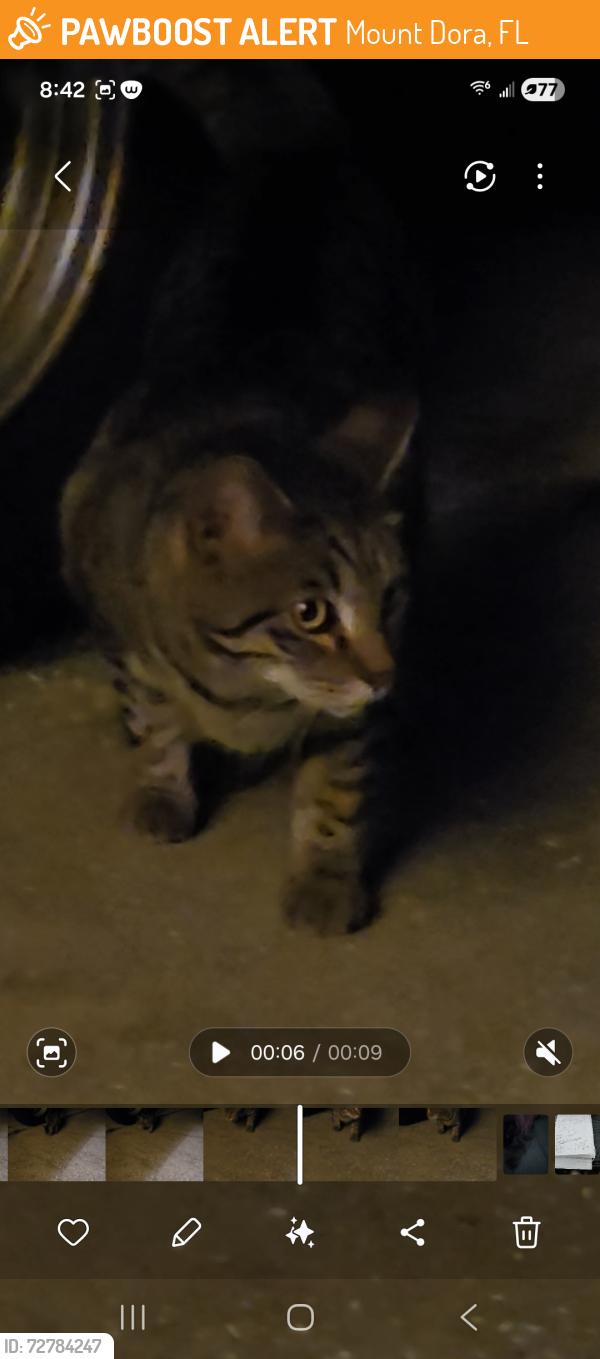 Found/Stray Unknown Cat last seen Norman Dr, Mount Dora, FL 32757