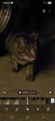 Found/Stray Unknown Cat last seen Norman Dr, Mount Dora, FL 32757