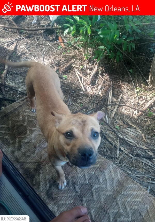 Lost Female Dog last seen She was seen on lamanche and also on charbonette, New Orleans, LA 70117